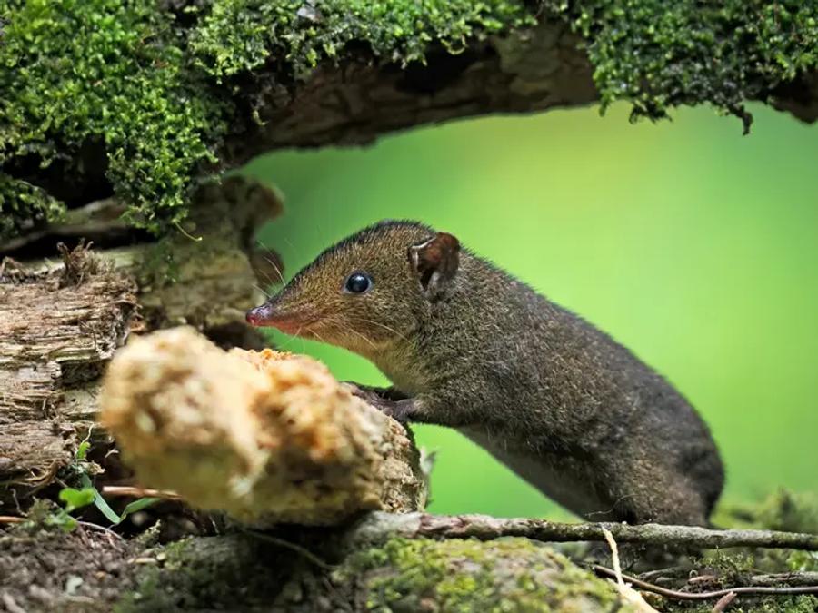 A small dark brown mammal with a long, pointed pink snout, standing on a mossy log against a soft green background.