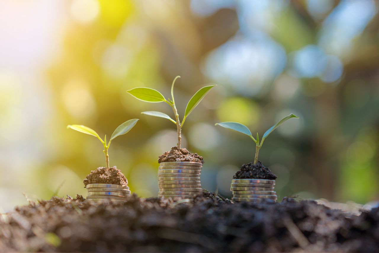 Silver coins in soil with seedlings growing on top of them