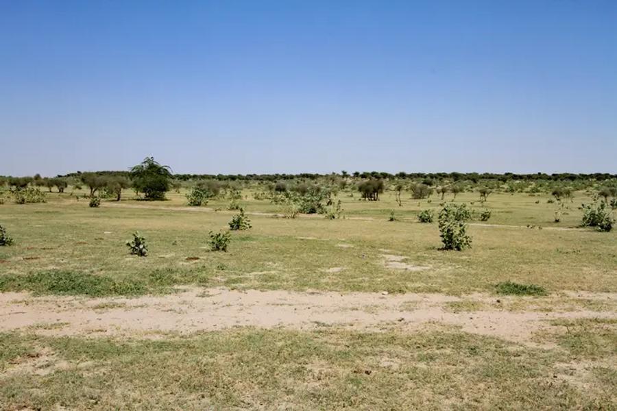 A flat, dry grassland with scattered bushes and trees stretching to the horizon under a clear blue sky.