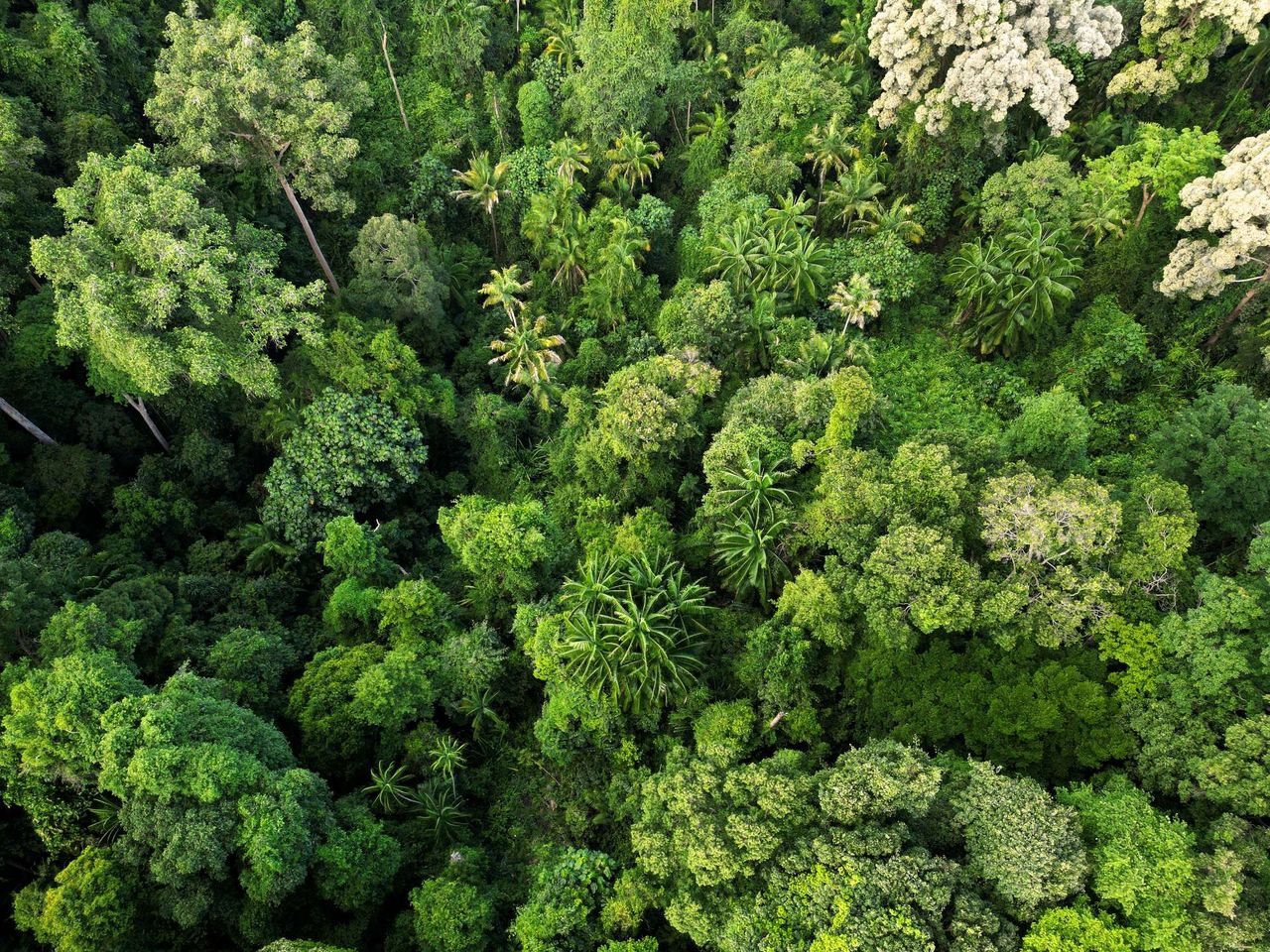 Lush forest from above