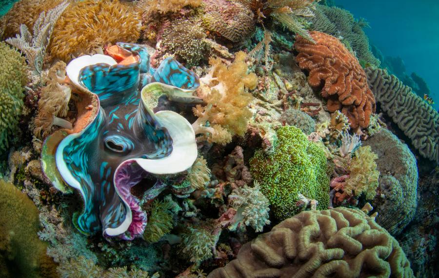 A colourful coral reef with a large blue and purple giant clam surrounded by orange, green and cream corals.