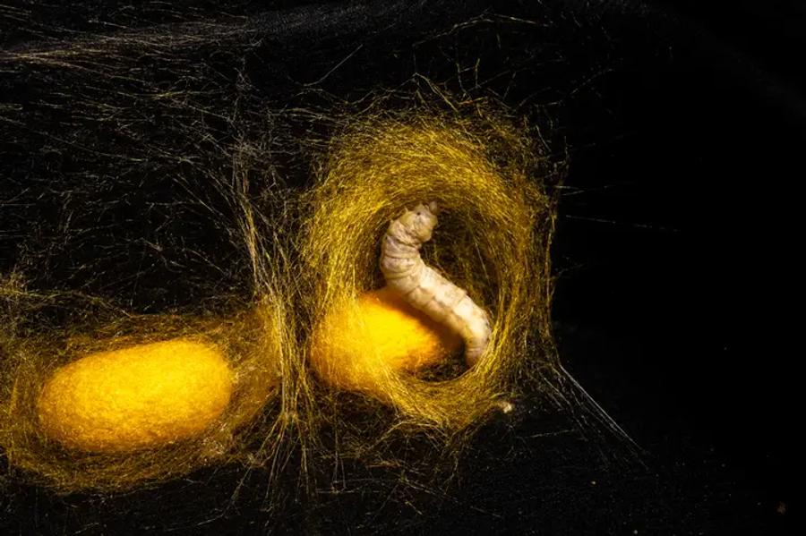A silkworm larva golden silk around itself, with a nearly-finished oval cocoon visible beside it
