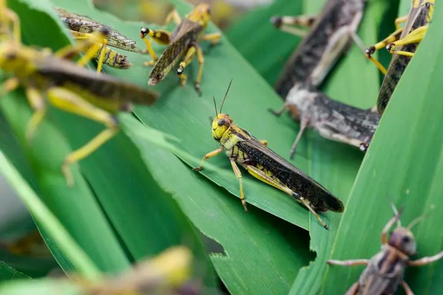 A swarm of locusts clustered on leaves