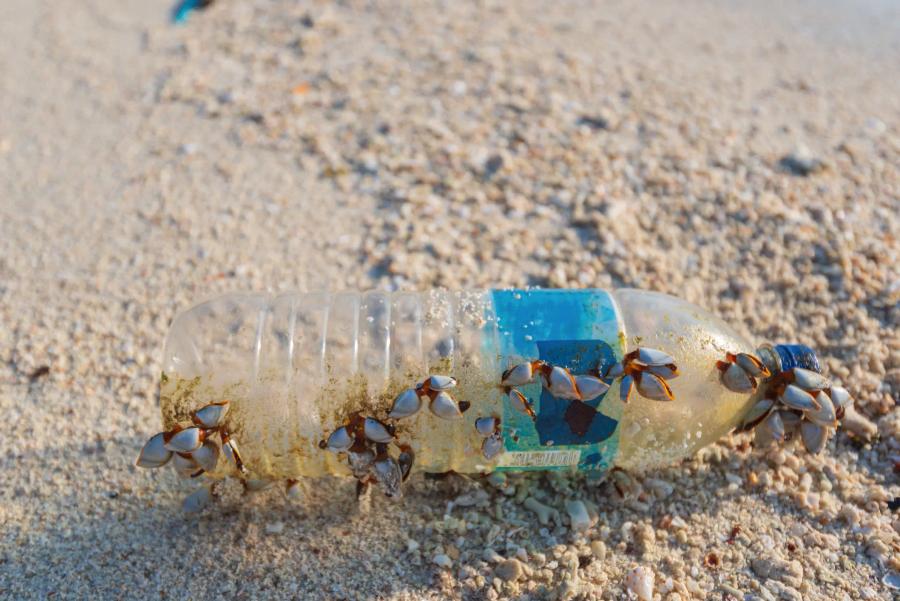 A plastic bottle covered in barnacles, washed up on a beach.