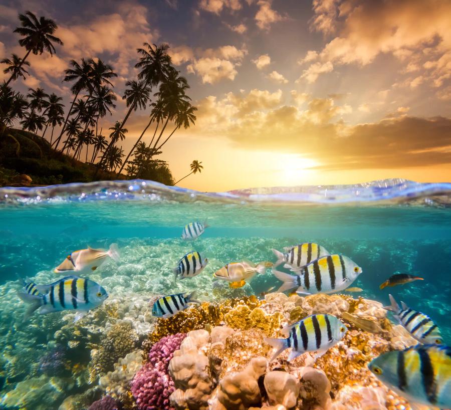 A split view of a tropical coastline at sunset. Palm trees stand against a golden sky above the water, while below the surface striped fish swim over a colourful coral reef.