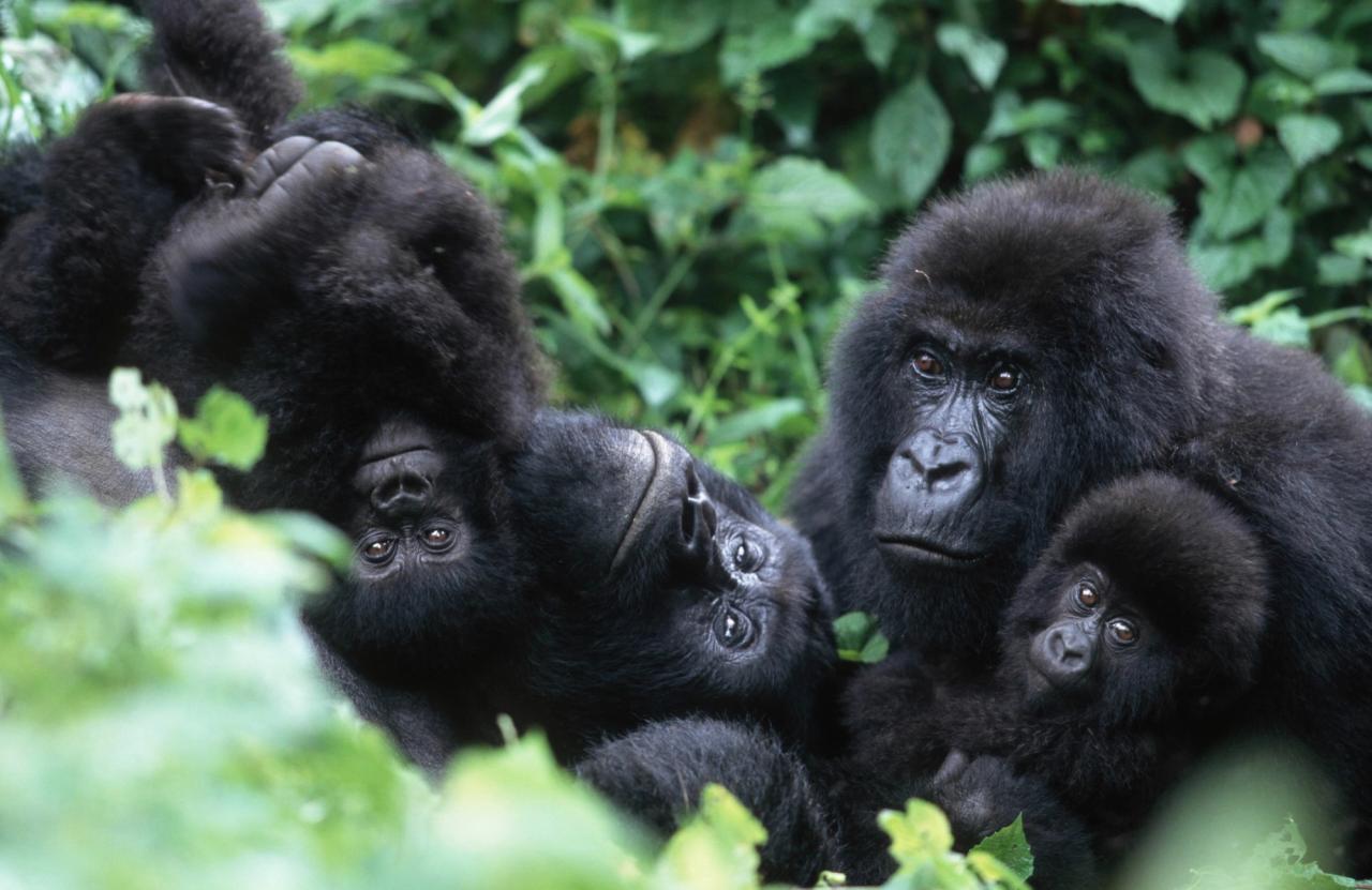 A group of mountain gorillas resting and playing amidst green foliage.