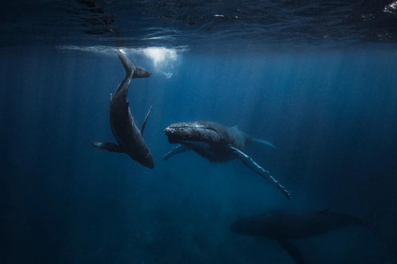 Humpback whale swimming with its calf