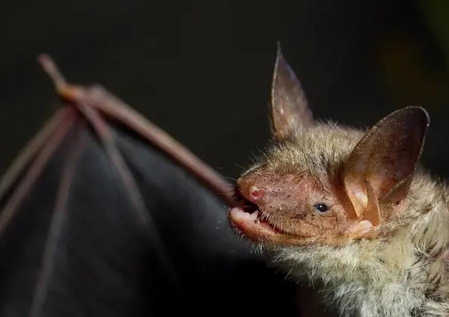 an up close photo of a bat
