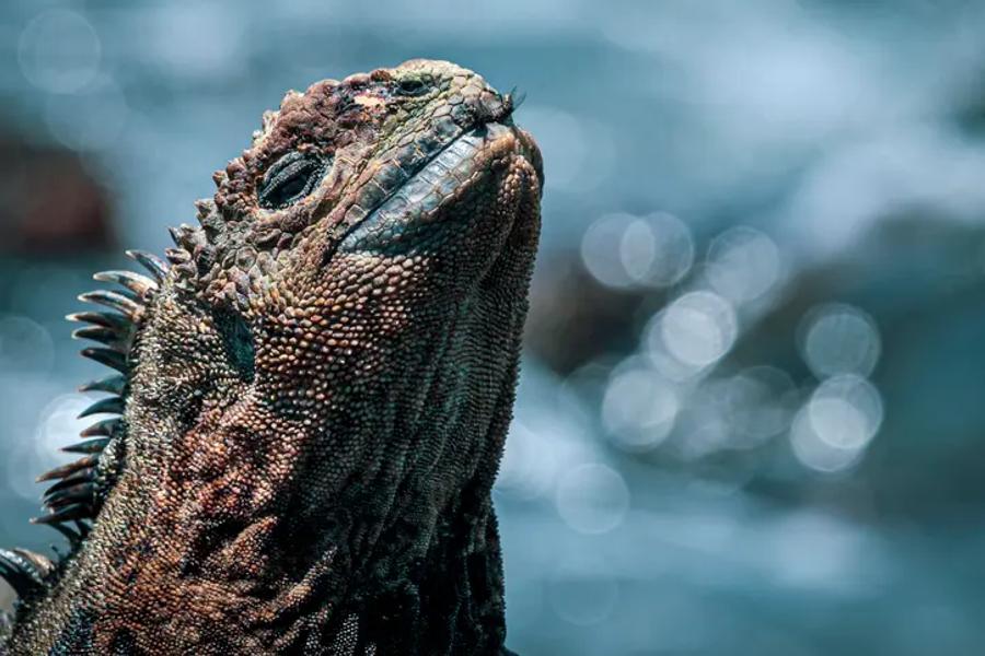 A close-up of a marine iguana with its head tilted upwards, showing its scaly skin and spiky crest, with sparkling blue water blurred behind it.