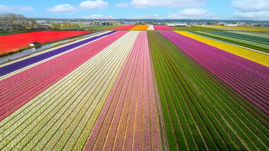 An aerial view of tulip fields planted in long, straight stripes of pink, white, purple, red, yellow and orange, with a narrow canal and farm buildings in the distance under a blue sky.