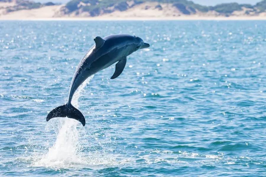A dolphin jumping out of the water