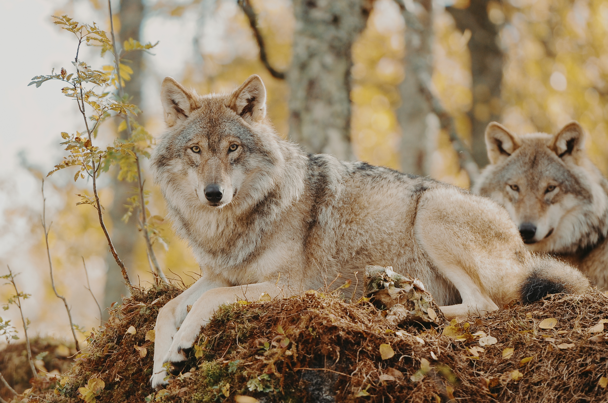 Norwegian wolf