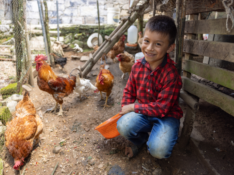 A few chickens can make a big difference. For families, especially in rural and remote communities, they can mean food, income and a little more stability.