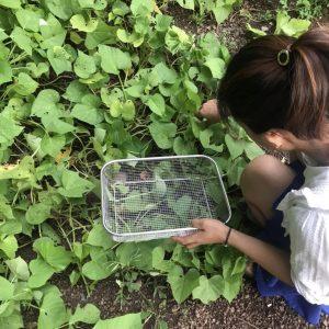 Picking homegrown vegetables.