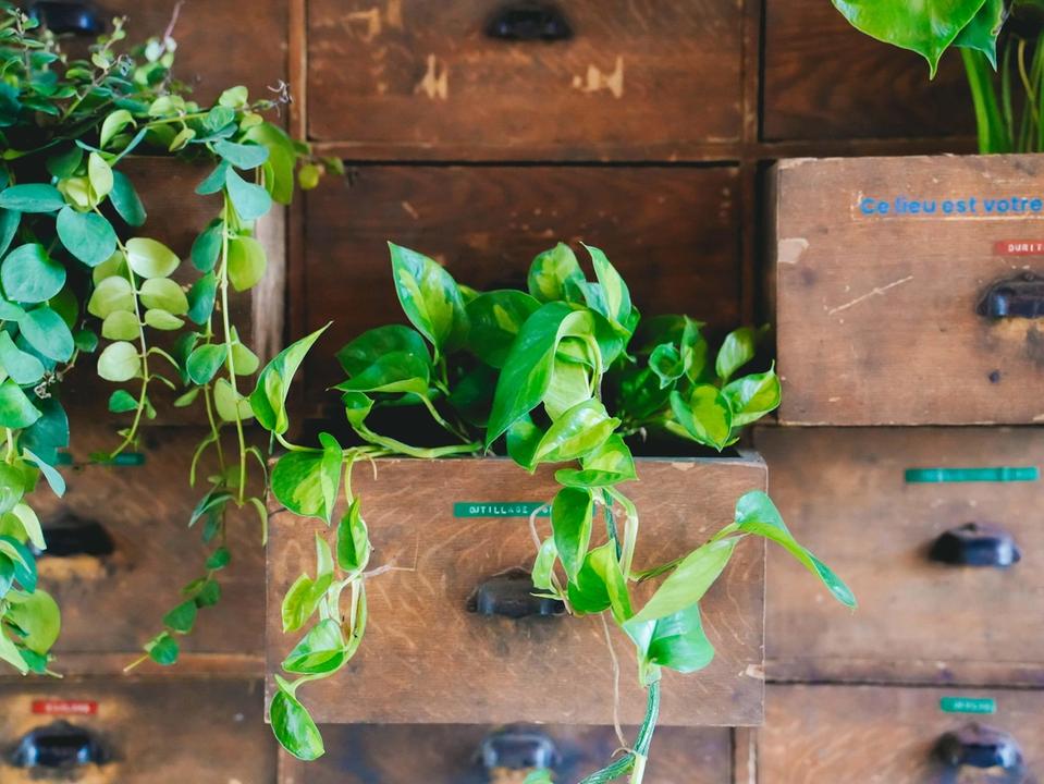 Une composition végétale intégrée à un meuble en bois recyclé, illustrant les engagements RSE de Comet en faveur d’espaces plus responsables, durables et vivants. L’image met en avant une approche sensible du design, où le végétal, la récupération et les matières naturelles participent à créer des lieux chaleureux, inspirants et plus respectueux de l’environnement.