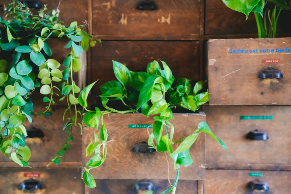 Green plants trail from old wooden drawers turned into planters on a workshop wall.