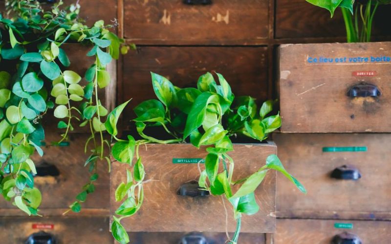 Green plants trail from old wooden drawers turned into planters on a workshop wall.