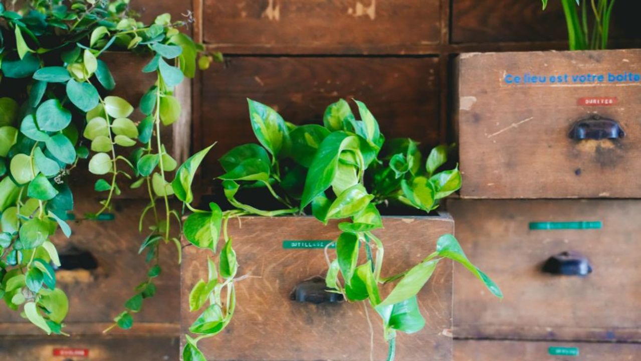 Green plants trail from old wooden drawers turned into planters on a workshop wall.