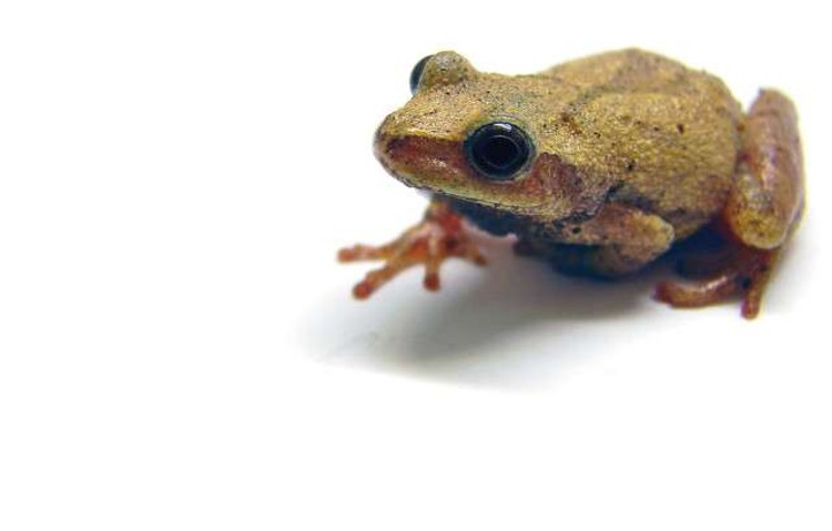 Workplace Hack: Eat That Frog