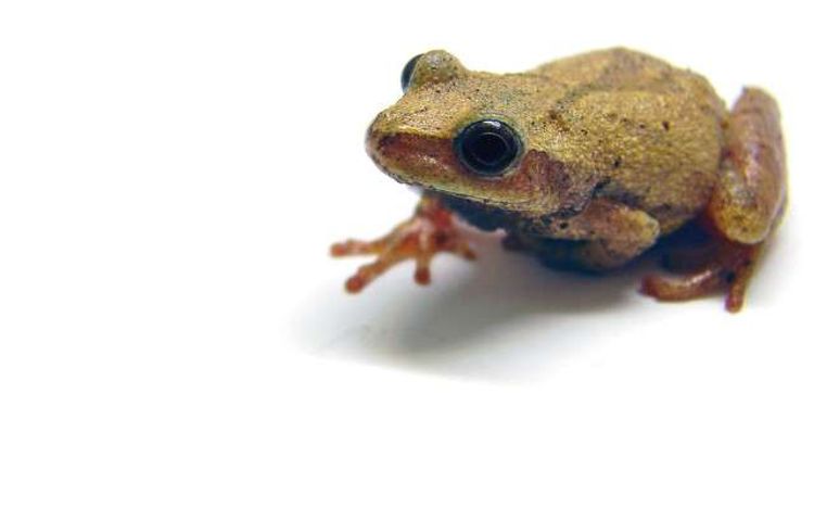 Workplace Hack: Eat That Frog