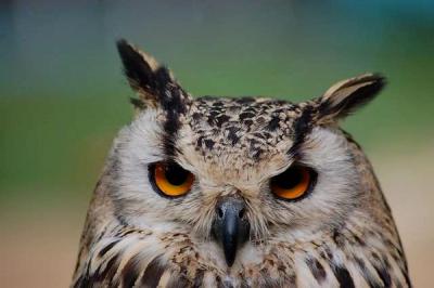 Night Owls vs. Morning Larks: Who’s Really More Productive?