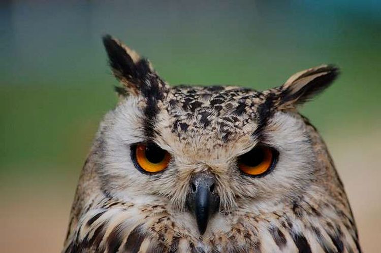 Night Owls vs. Morning Larks: Who’s Really More Productive?