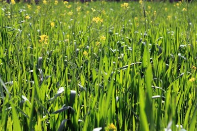 Product Update: Import and Export Custom Fields