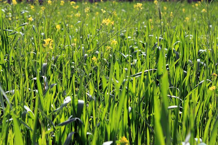 Product Update: Import and Export Custom Fields