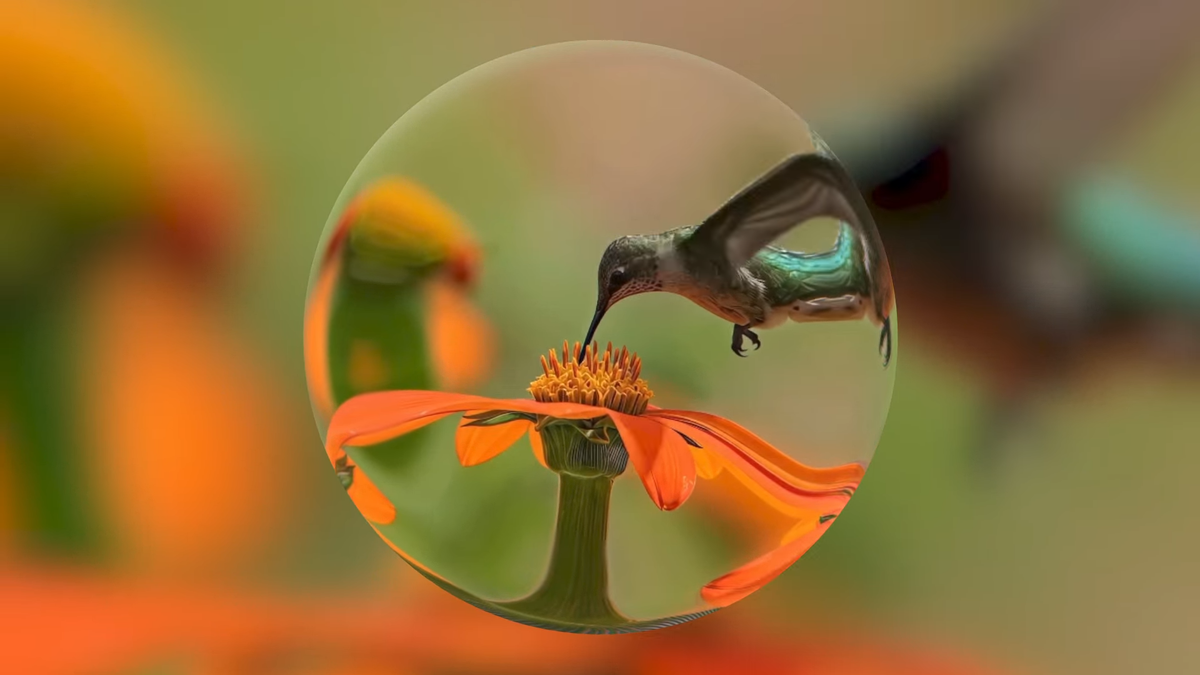 Image of a hummingbird on an orange flower. Genie 4 demo, Google DeepMind.