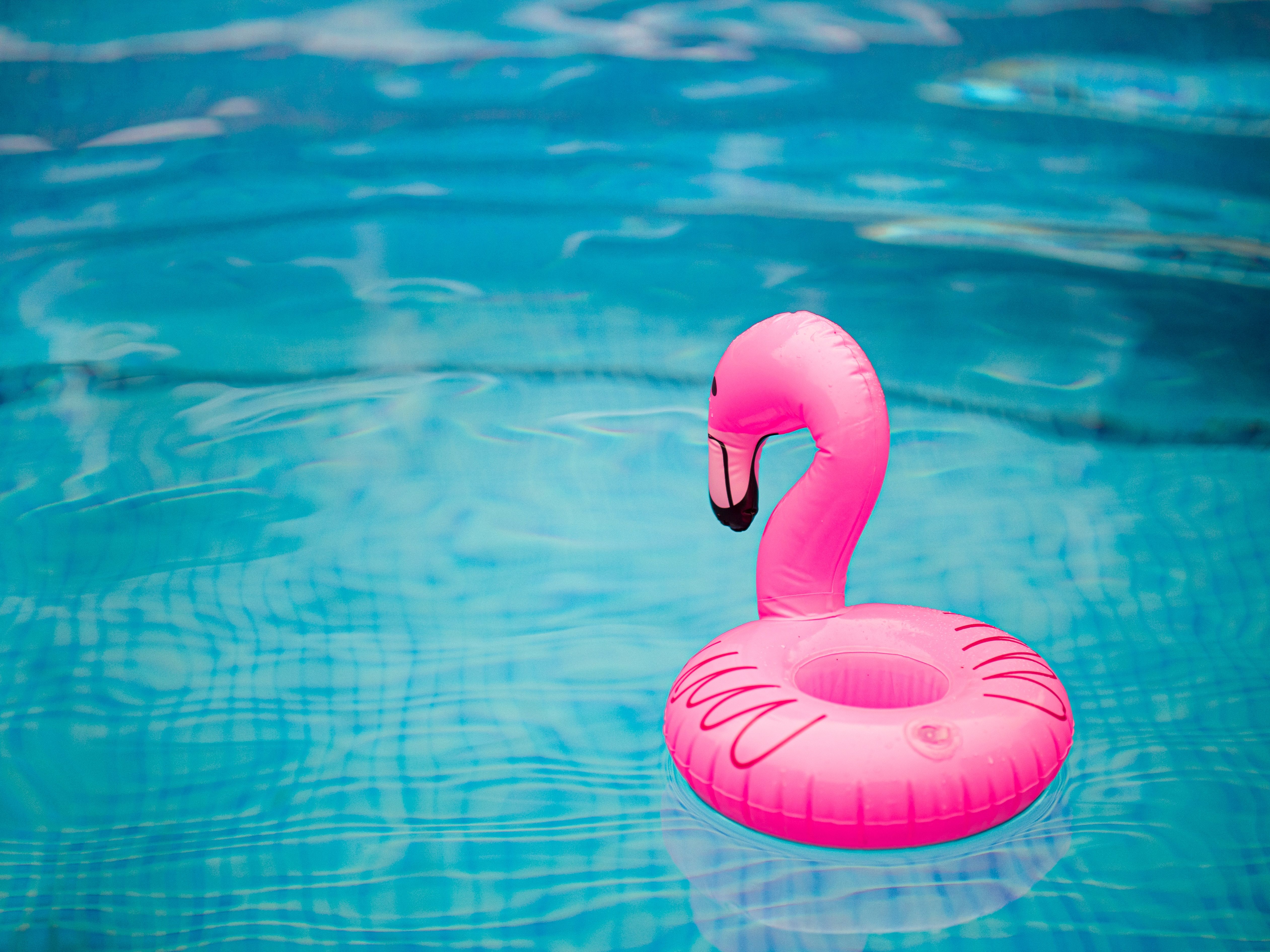 Pink flamingo inflatable floating in a swimming pool