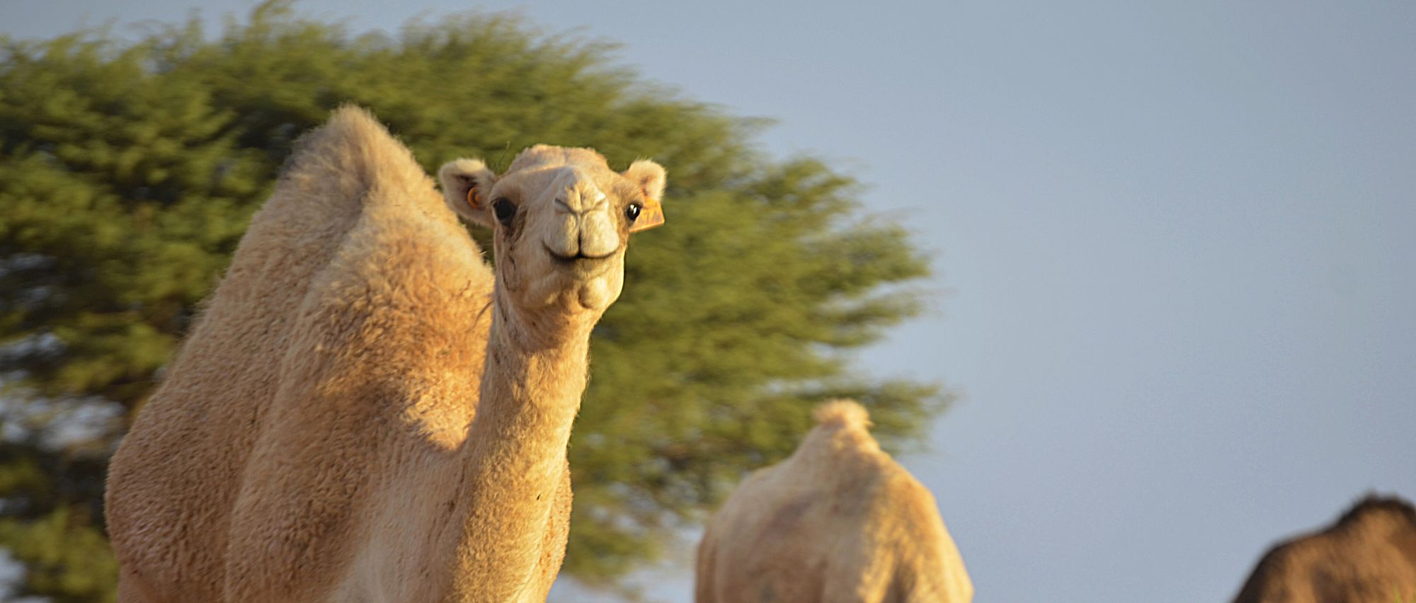 Camels grazing among shrubs in the Saguia el-Hamra valley near Smara