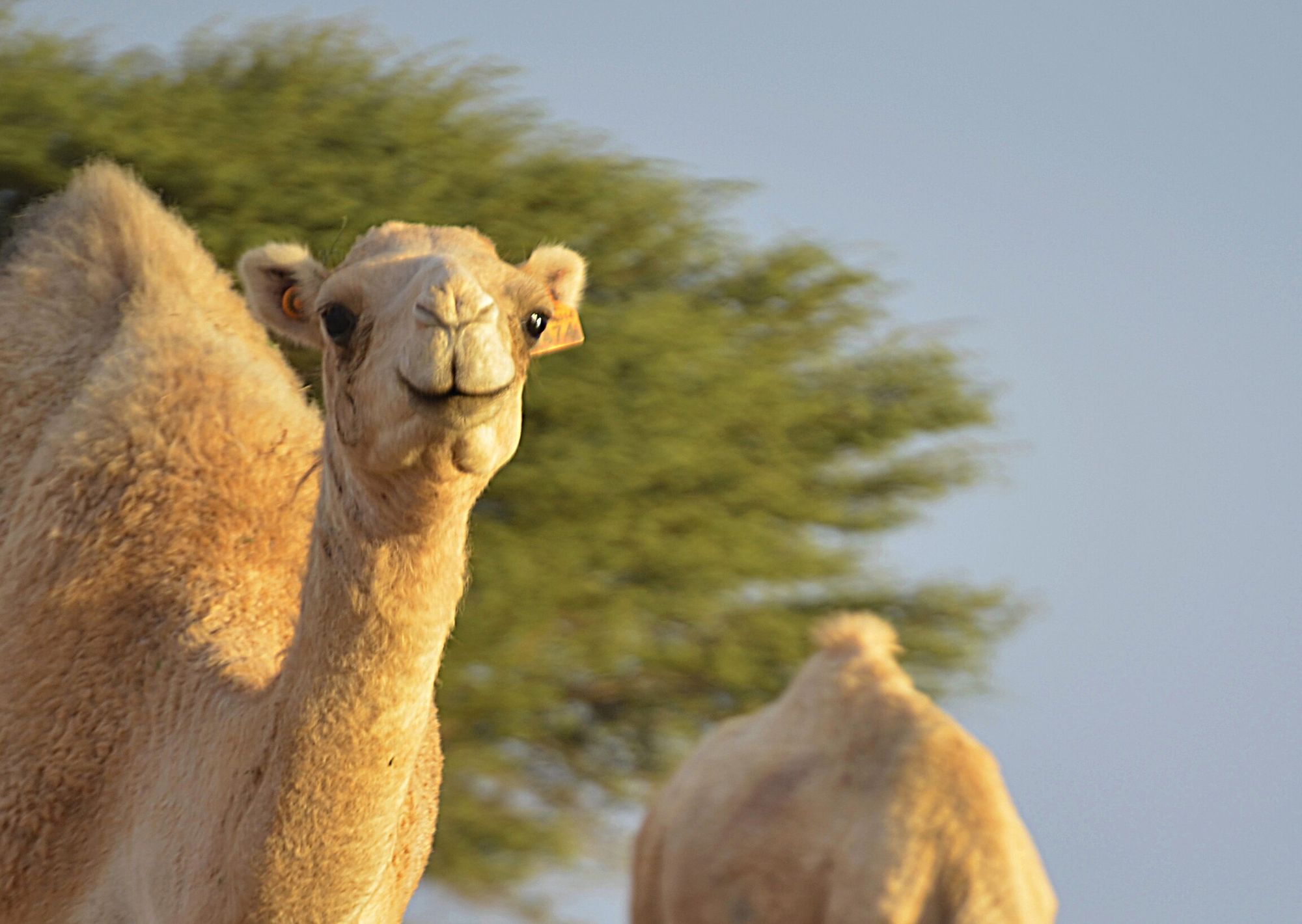 Camels grazing among shrubs in the Saguia el-Hamra valley near Smara