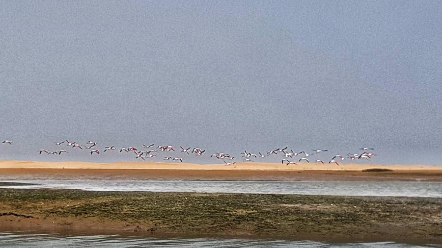Flamingos flying low over the Khnifiss Lagoon