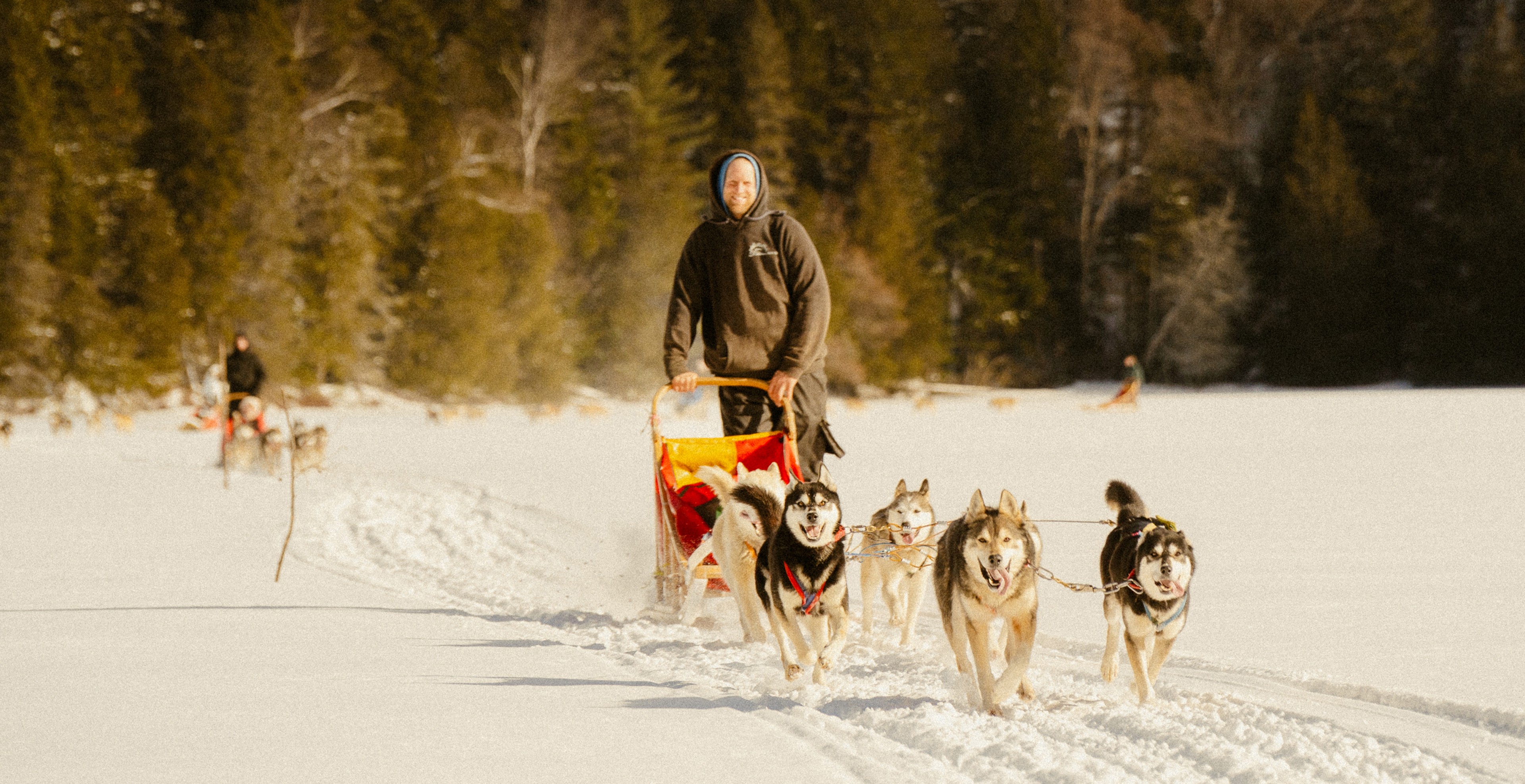 Activité hivernale extérieure chien de traineau