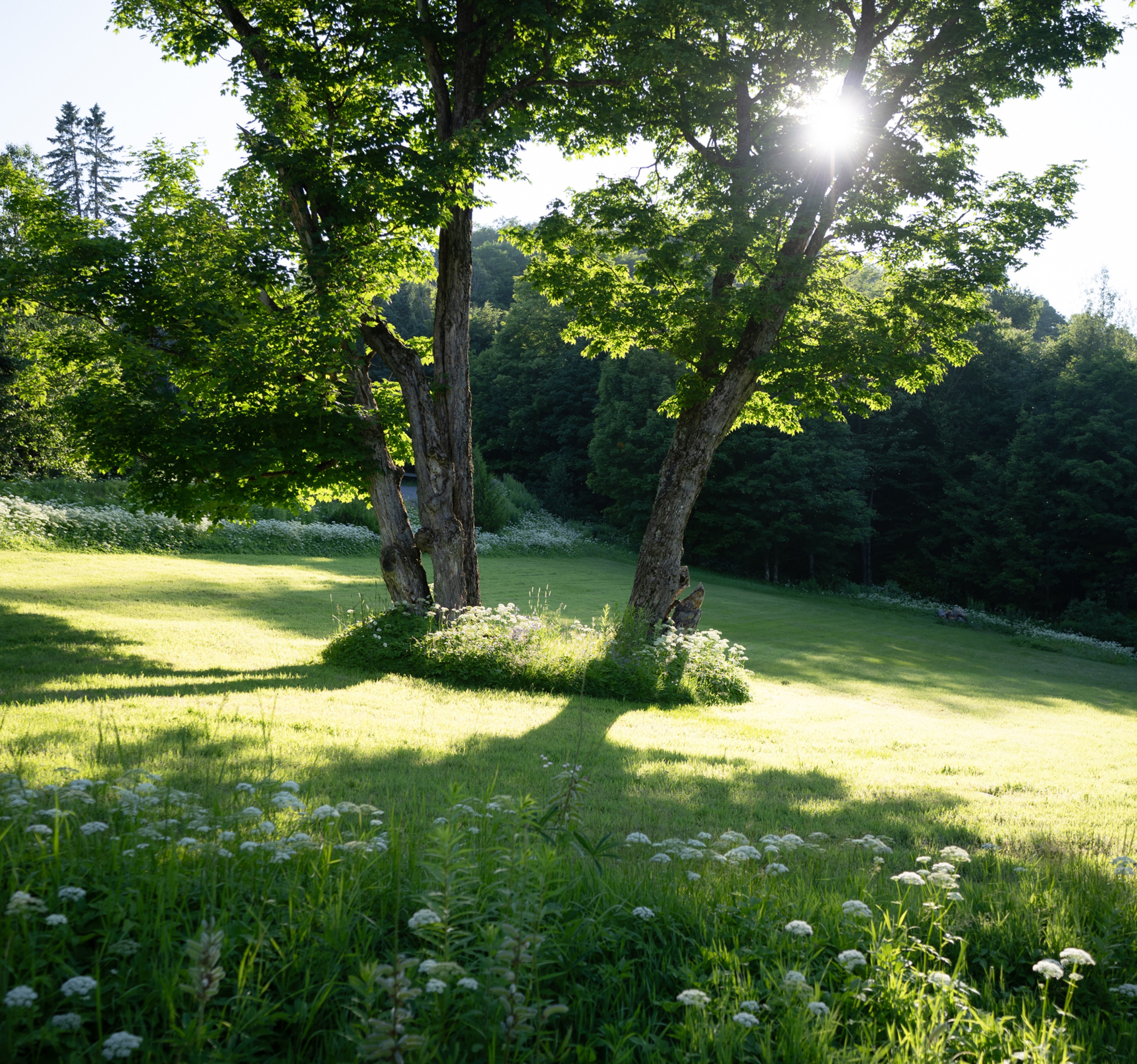 les escaliers et fauteuils emblématiques du Manoir Davis