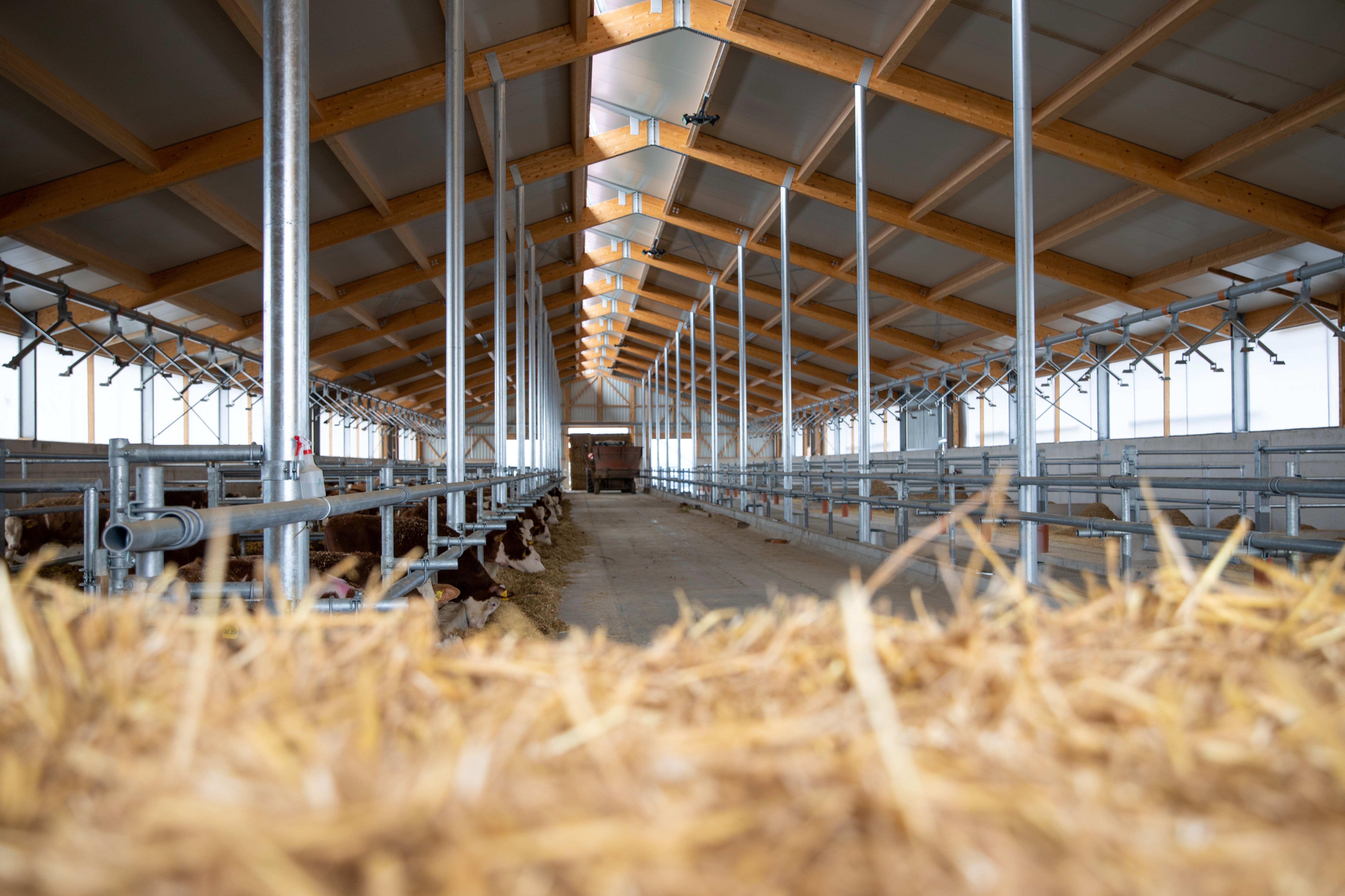 Bullenstall Wachfeld — Stallgebäude mit Holzdach und Metallgittern