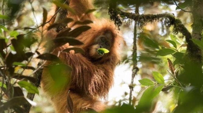 Bangkai orangutan Tapanuli ditemukan di tumpukan kayu sisa banjir di Kabupaten Tapanuli Tengah. Satwa langka dan dilindungi ini diduga terdampak bencana alam