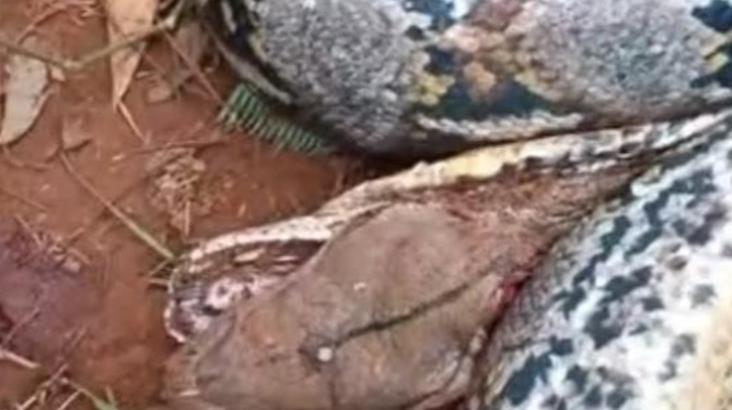 Tragedi Luwu Timur: Petani Tewas Dililit Ular Piton 7 Meter