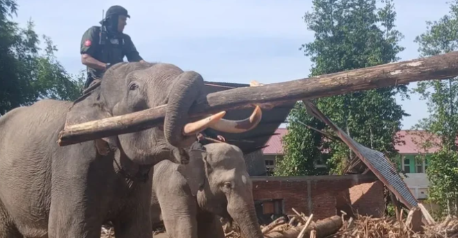 Gajah-gajah terlatih dikrahkan untuk membantu membersihkan puing banjir bandang di Aceh, mempercepat proses evakuasi dan pemulihan wilayah terdampak.