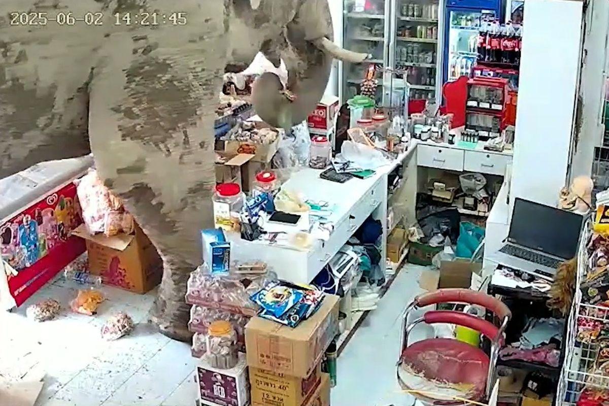 Gajah di Thailand Tertangkap CCTV Masuk Minimarket Ambil Makanan Cemilan