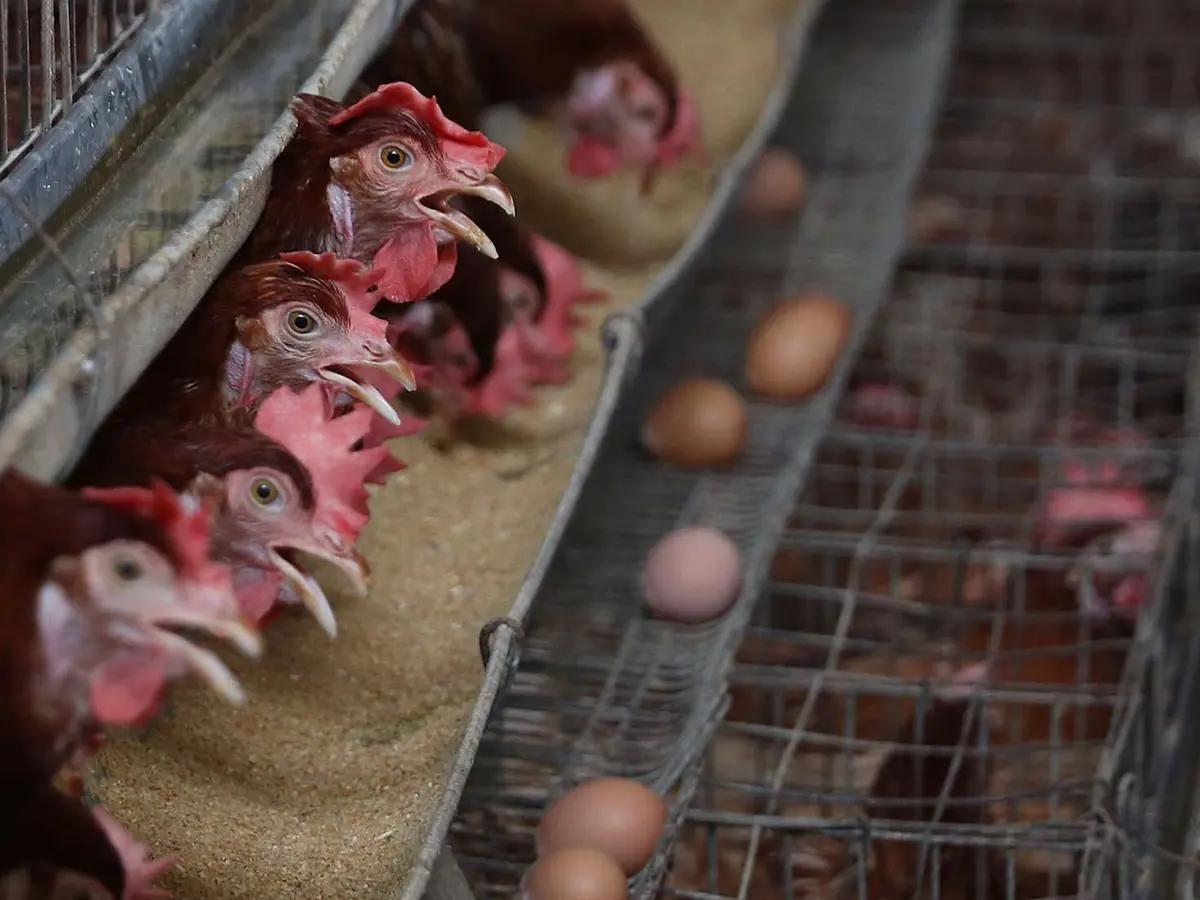Peternak Panic Selling Gara-Gara Ayam Frozen Murah, Apa Masalahnya?
