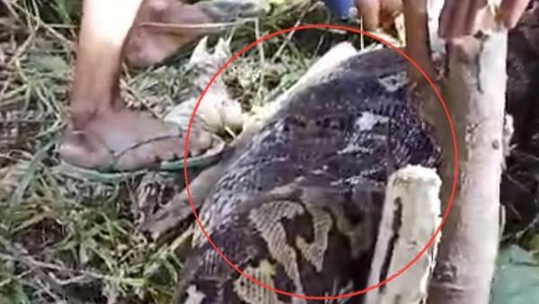 Kronologi Lansia di Sidrap Tewas Ditelan Ular Piton Raksasa