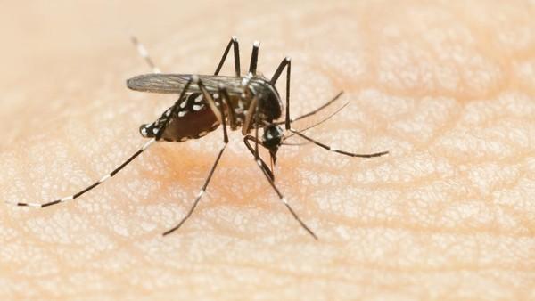 Waspada! Kasus DBD di Jakarta Barat Meningkat!