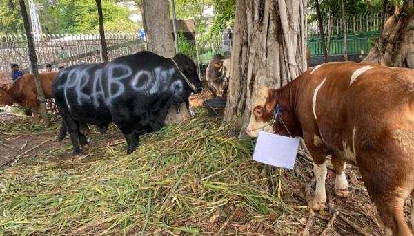 Prabowo dan Gibran Serahkan Sapi Kurban di Masjid Istiqlal