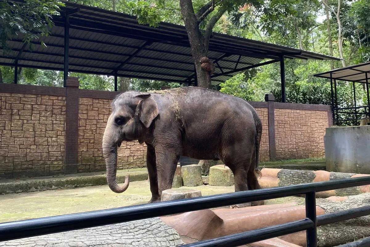 Geopix temukan sejumlah satwa Bandung Zoo diduga alami stres