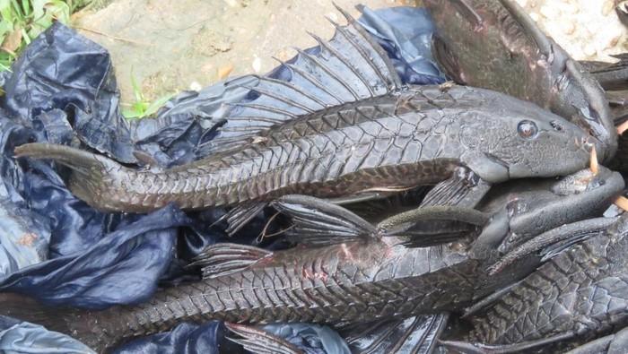 Kadis KPKP DKI Akui Sulit Musnahkan Ikan Sapu-Sapu Satu Per Satu