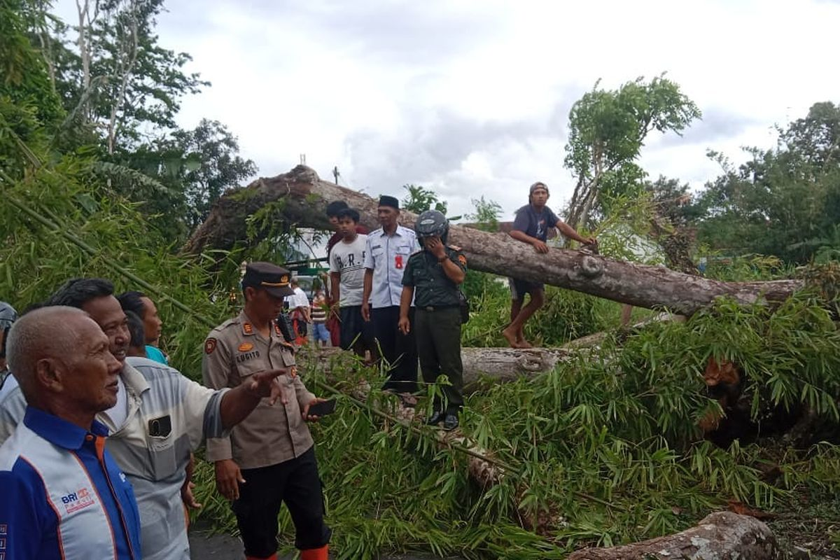 "Durian Tumbang Timpa 3 Bocah di Lumajang, 1 Kritis - Tragedi Terjadi di Desa"