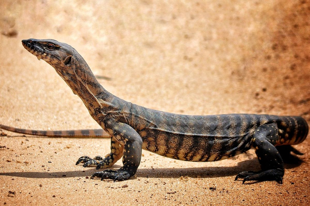 Insiden Tragis di Thailand: Biawak Memakan Jenazah Bayi