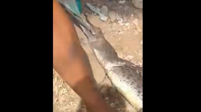 Ibu Tarung Buaya Demi Selamatkan Anak, Aksi Heroik yang Hebohkan Jambi