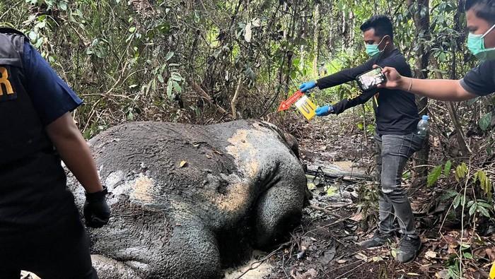 Gajah Sumatra Ditemukan Tewas di Area Konsesi Perusahaan di Riau
